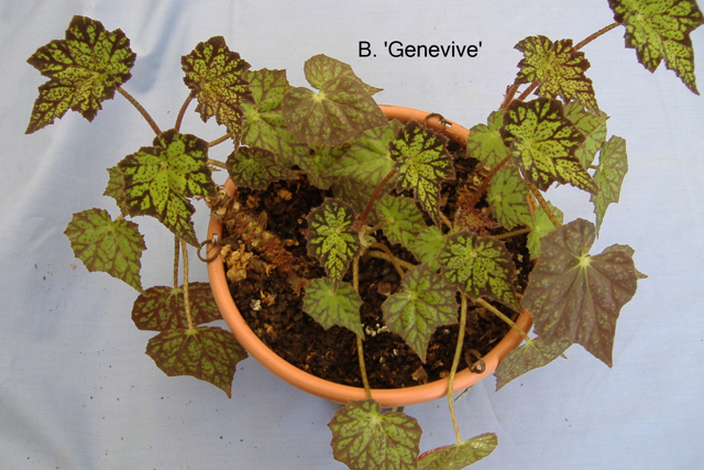 B. ‘Genevieve’